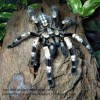 poecilotheria miranda sling tarantula